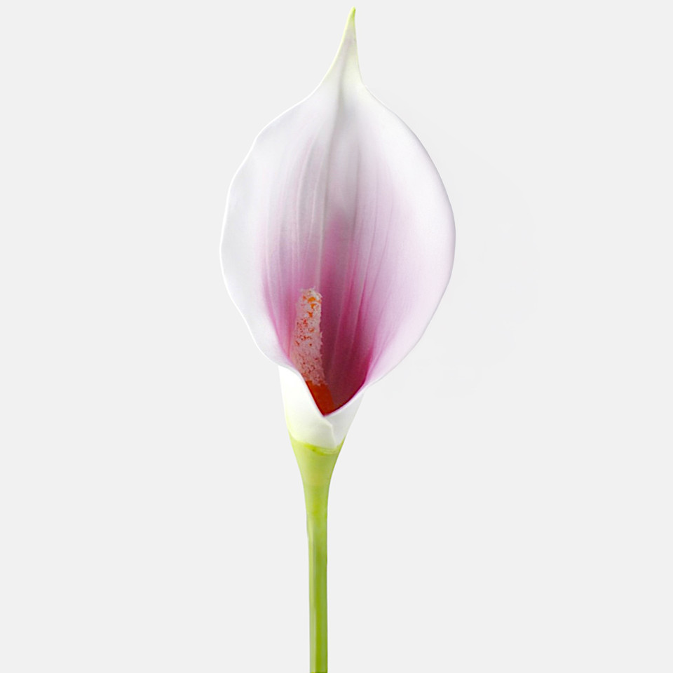 Calla, Lilac/Cream G463-04