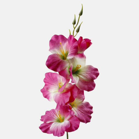 Satin gladiolus, Burgundy/Cream/Green Center G190K-35