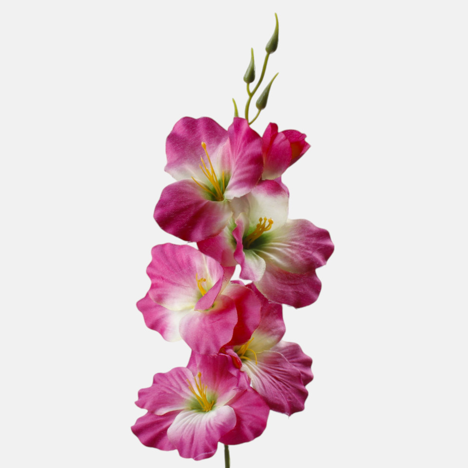 Satin gladiolus, Burgundy/Cream/Green Center G190K-35