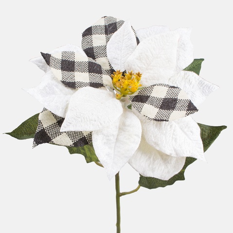 Poinsecja, Cream checkered L510S-02