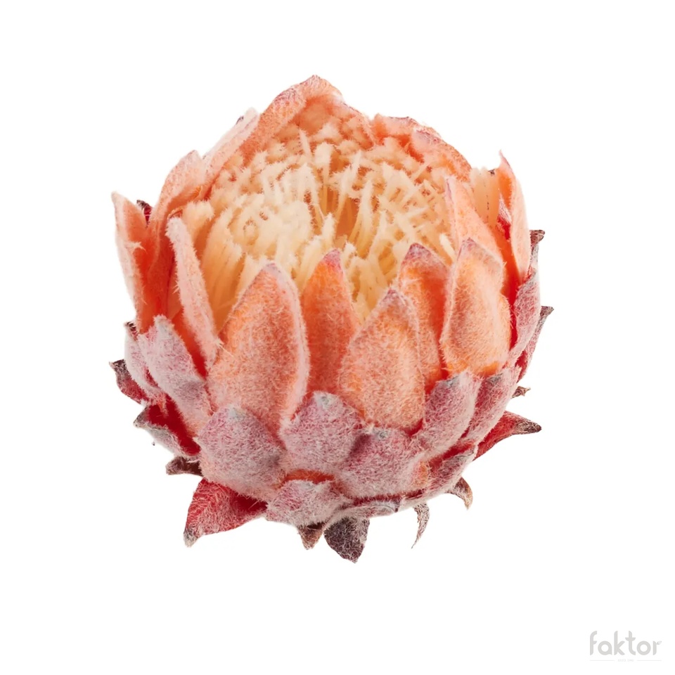 artichoke, Orange B101-02