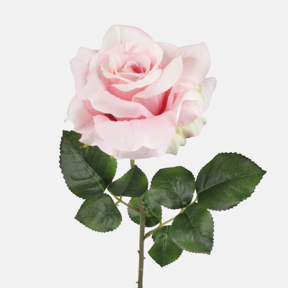 Rose, Pink G491-03