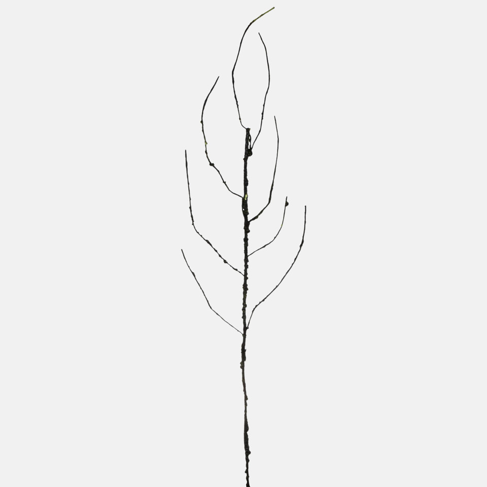 Gałązka bezlistna, Gray R295-03