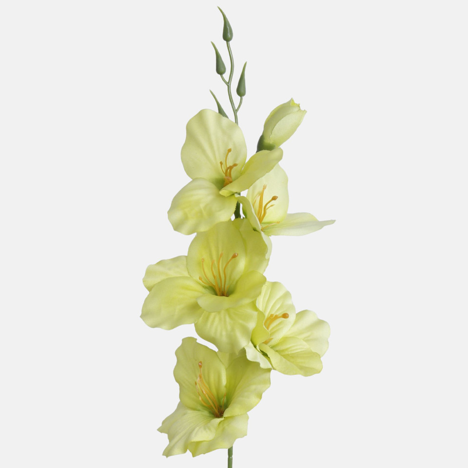 Satin gladiolus, Lt. Green G190K-19