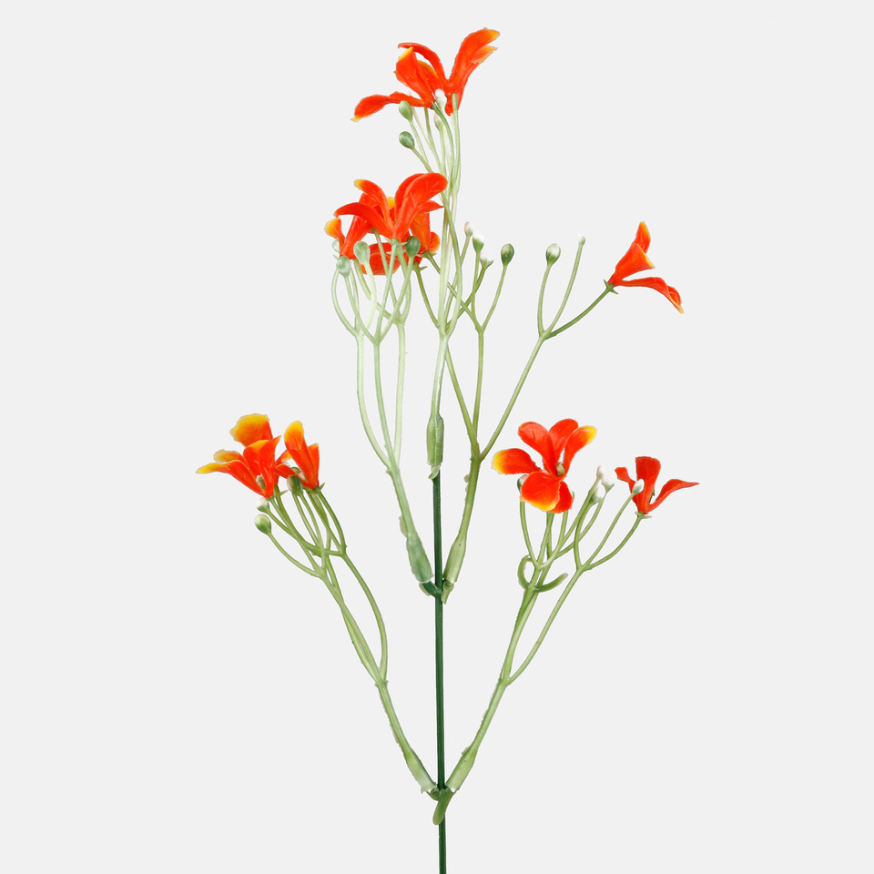 Nemezja, Orange A429K-03