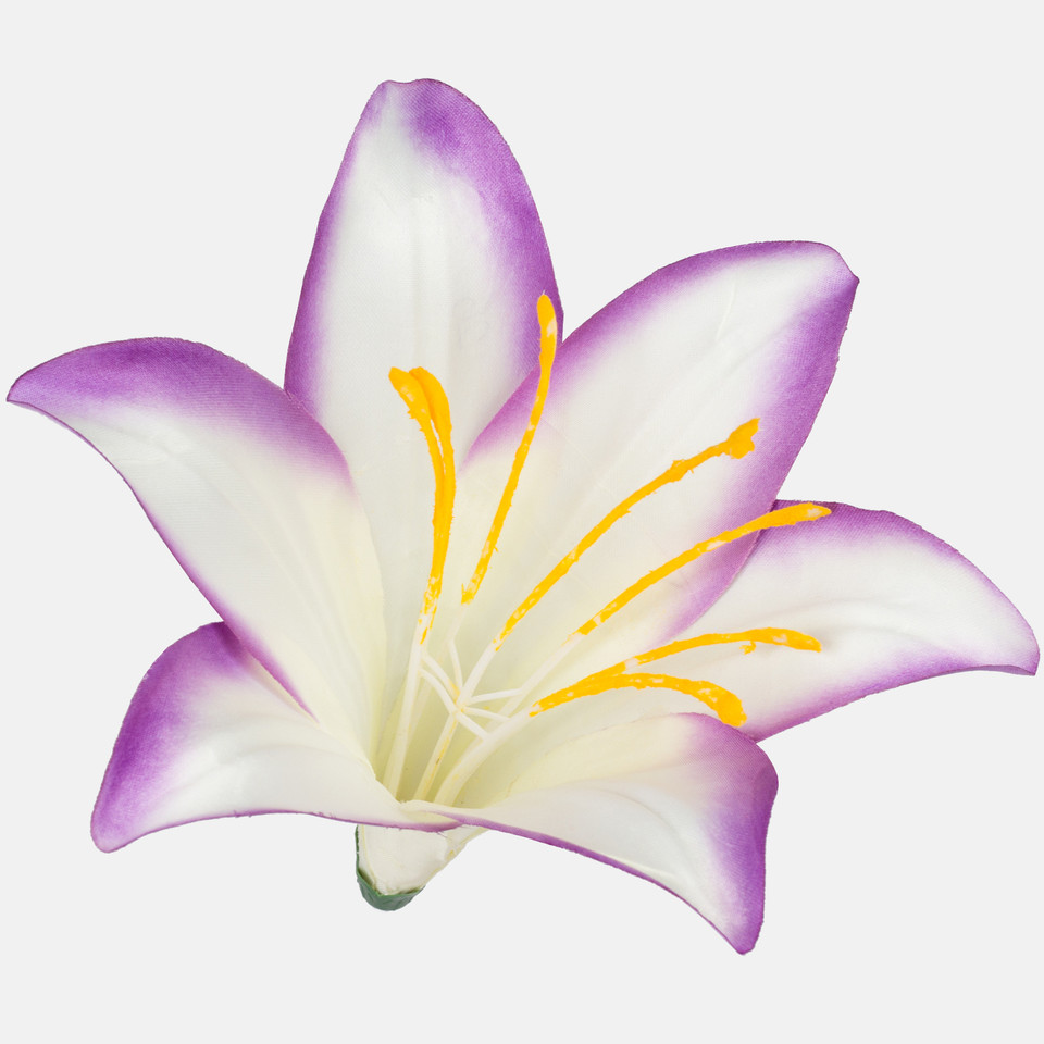 Lilia satynowa, Cream/Purple w/Dk. Edge W374-25