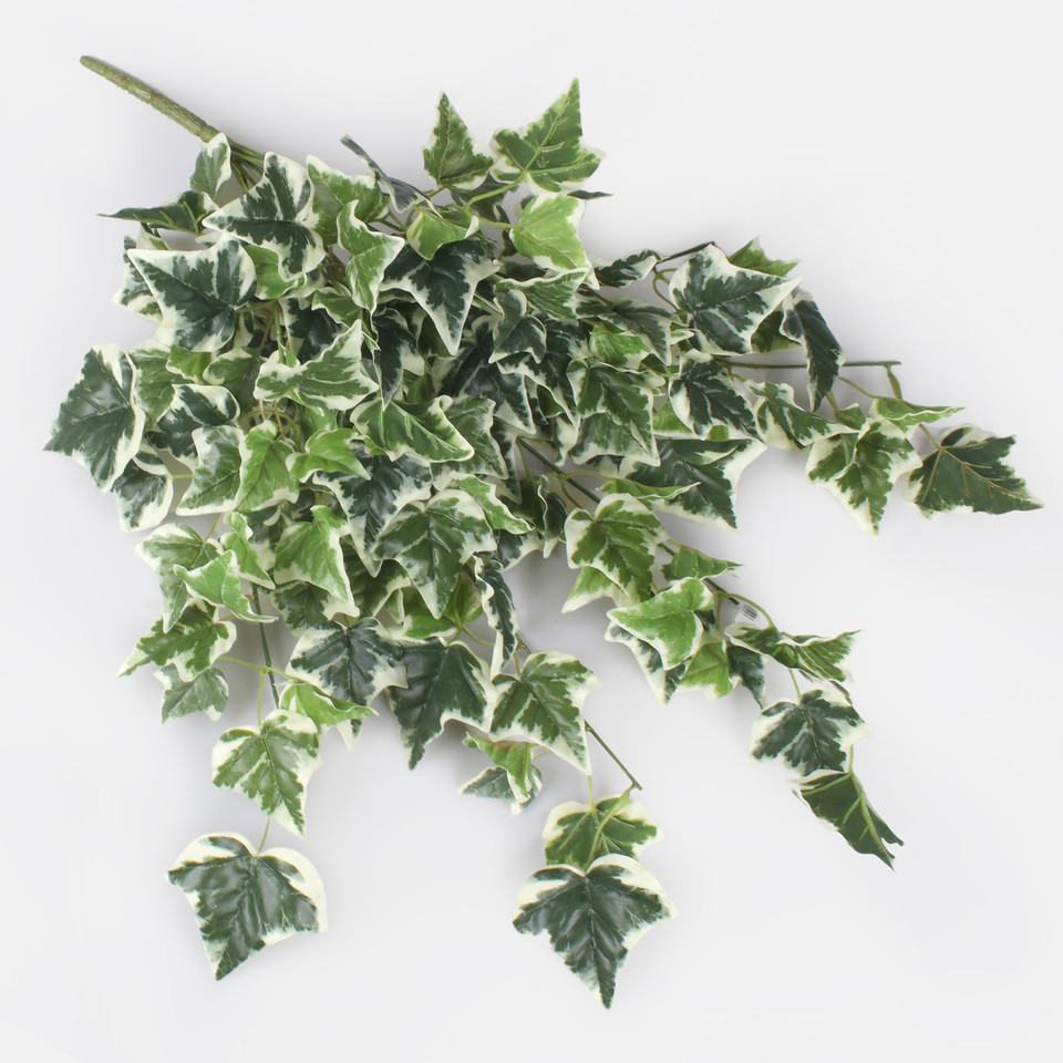 Hedera B111