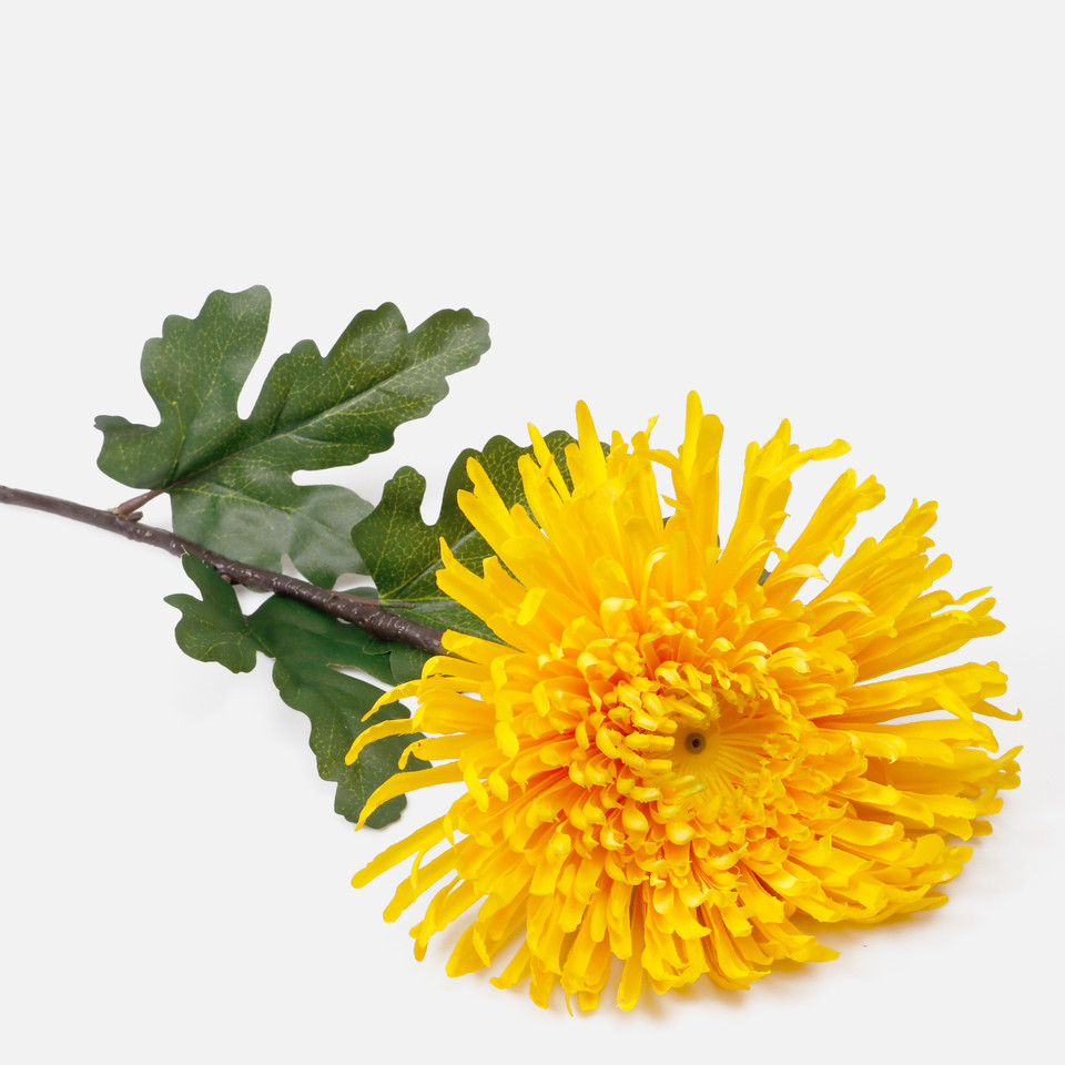 Chrysanthemum, Yellow L222K-02