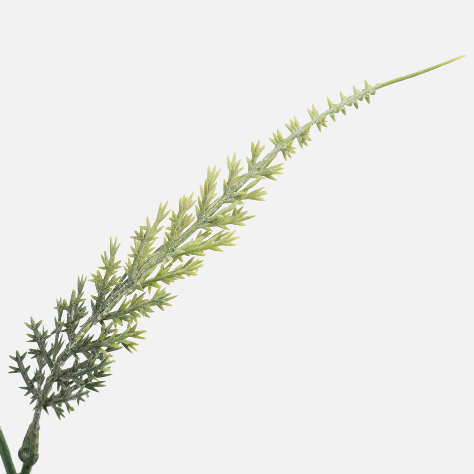 Asparagus, T.T. Green A352