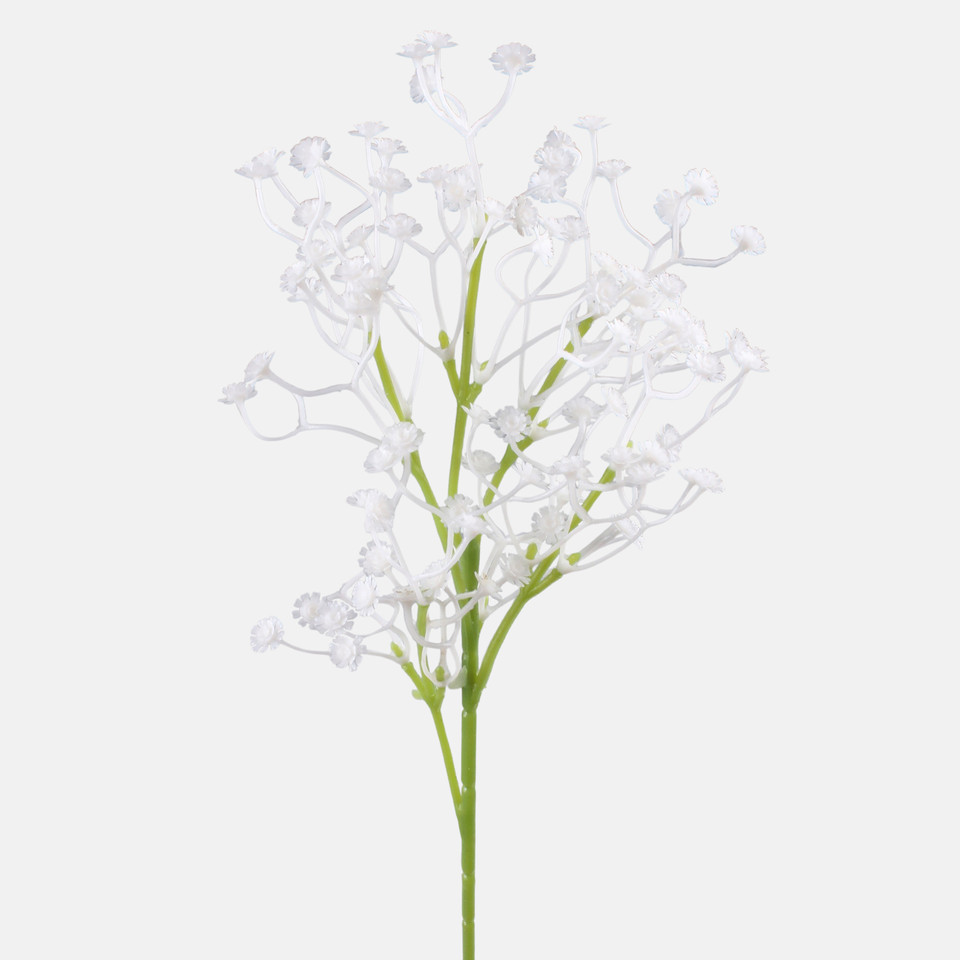Gypsophila, White G446-01