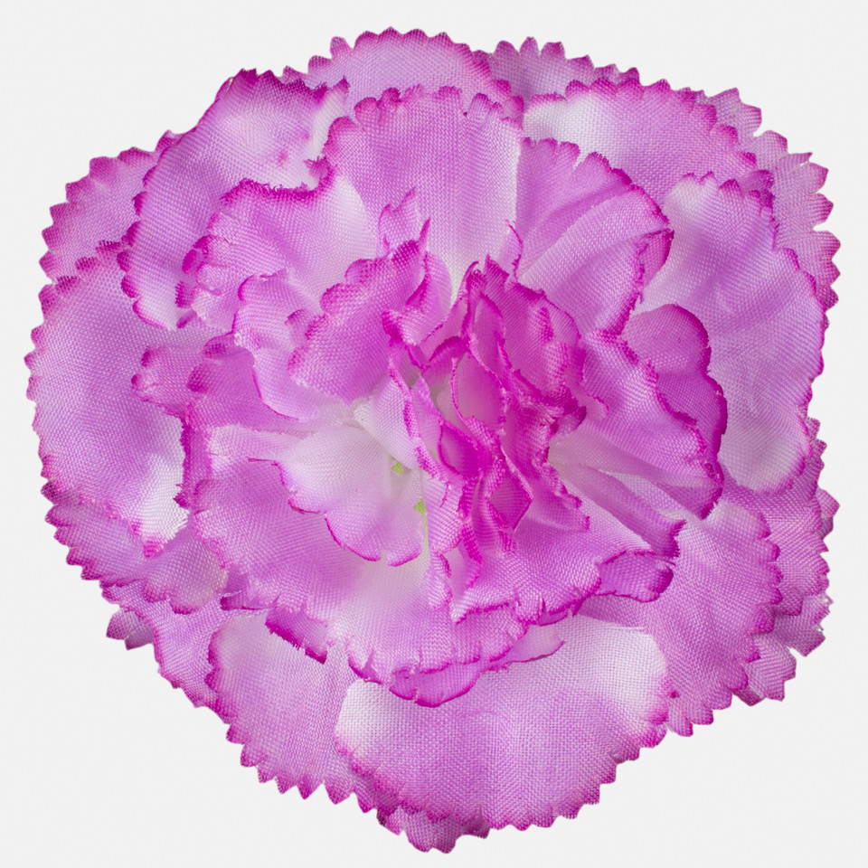 Carnation, Cream/Purple Edge W680-09