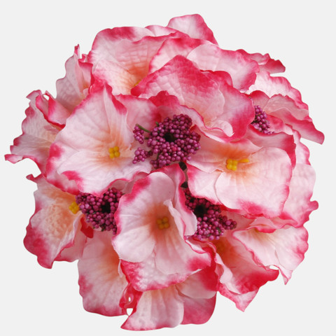Hydrangea W696