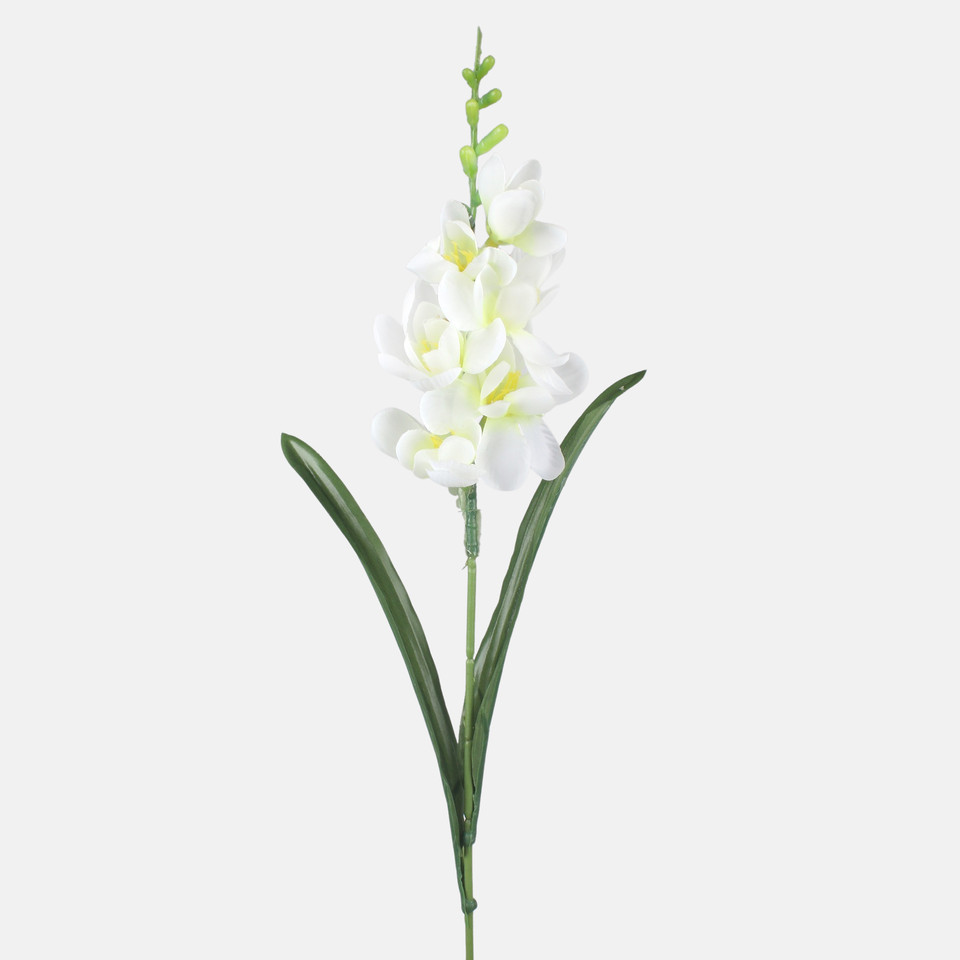 Freesia, Mix 1 G469-01