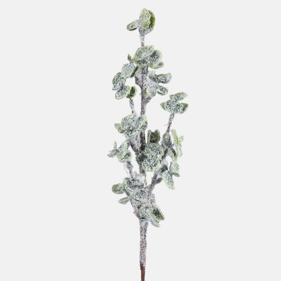 Snow-covered eucalyptus, Green A844S-01