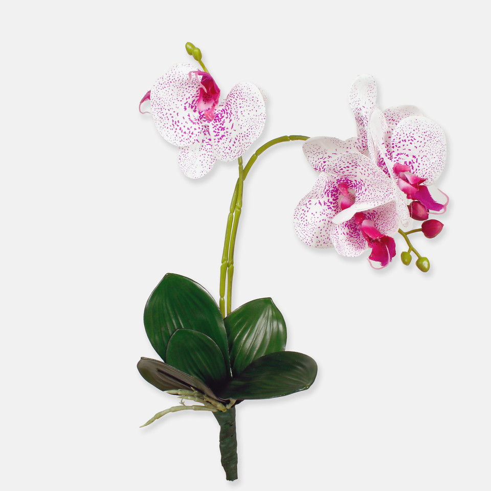 Orchid, White/Purple G404L-04