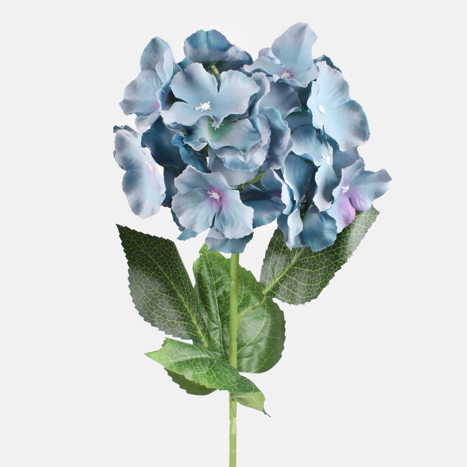 Hortensja, Blue L890-03