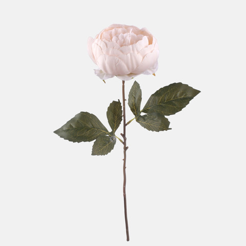 Peony, Mix 1 G472-01
