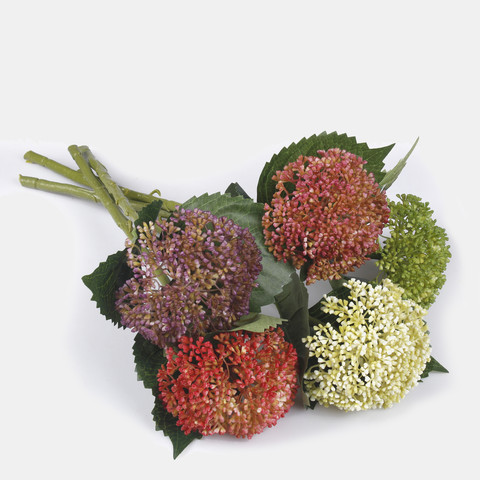 Hydrangea G459