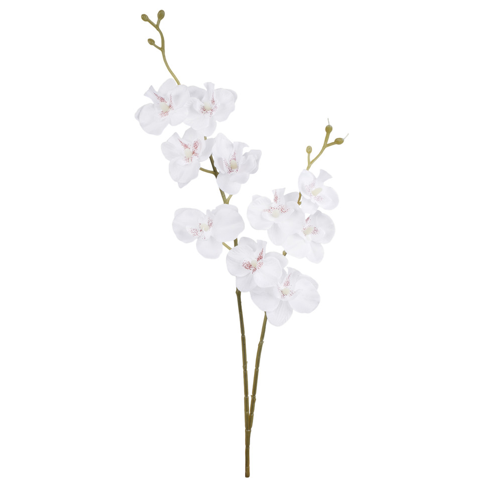 Orchid, White G450-02