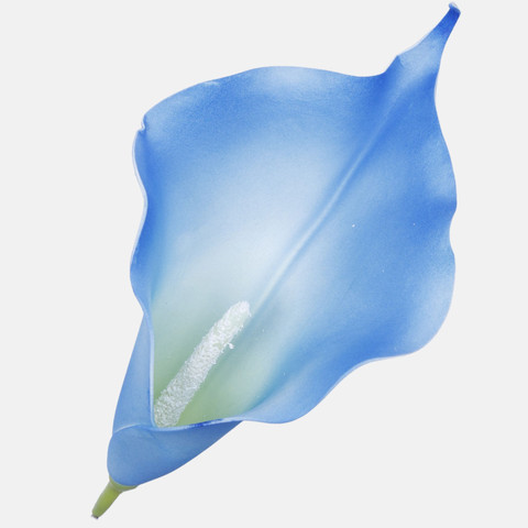 Calla, Blue Sapphire W713-15