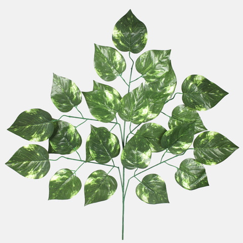 Poplar F181