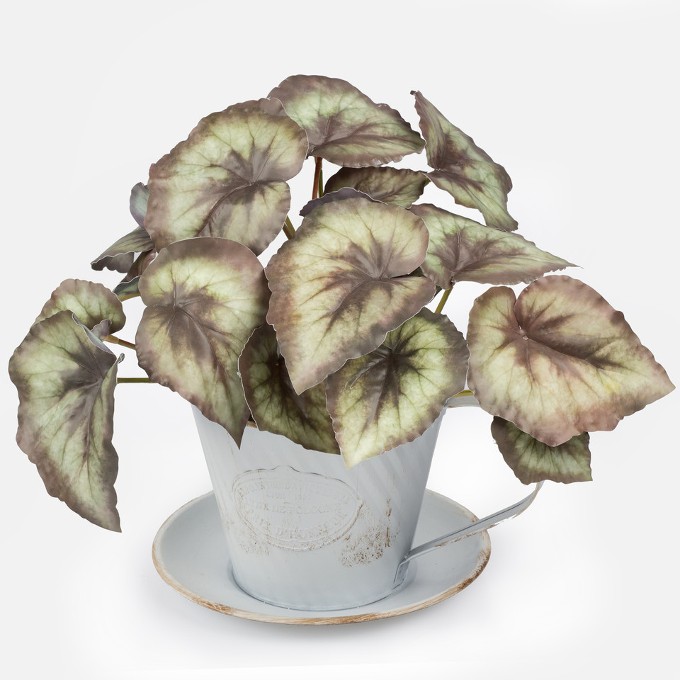 Begonia, T.T. Green Z091LT