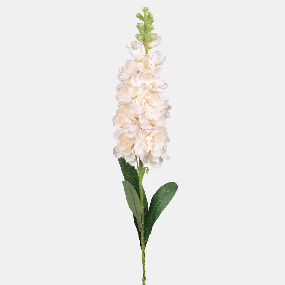Delphinium, Peach L019-01