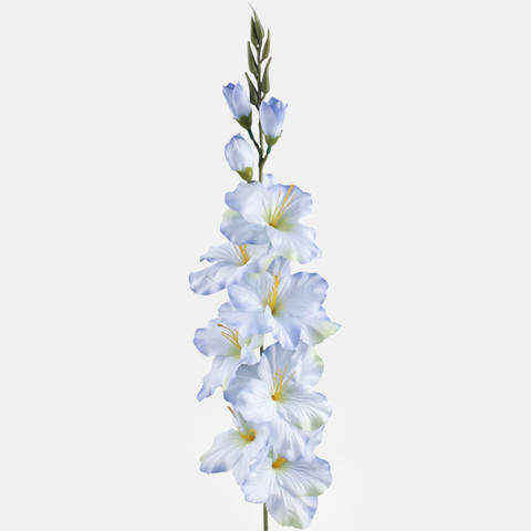 Satin gladiolus, T.T. Blue/Green Center L190K-15