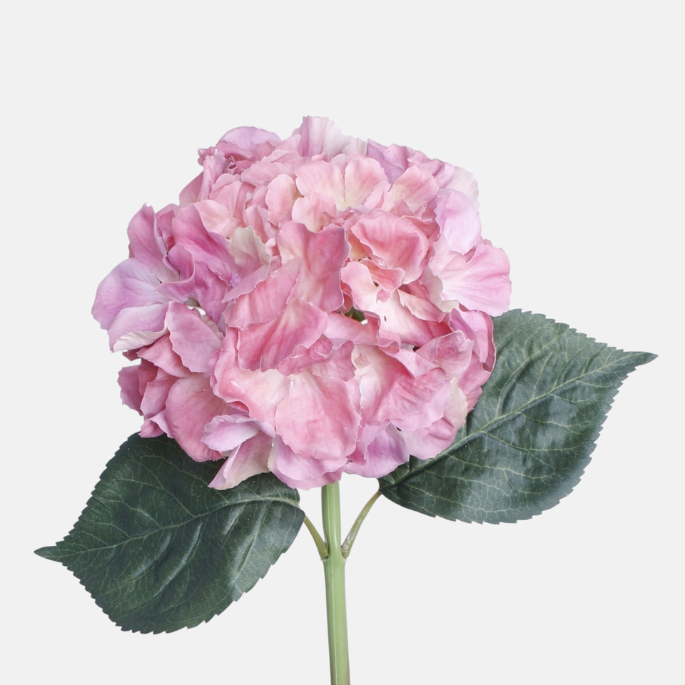 Hortensja gumowana, Violet BGK096-04