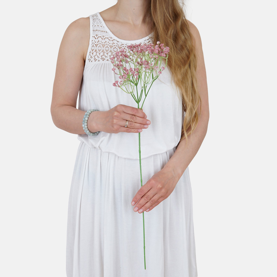Gypsophila L856