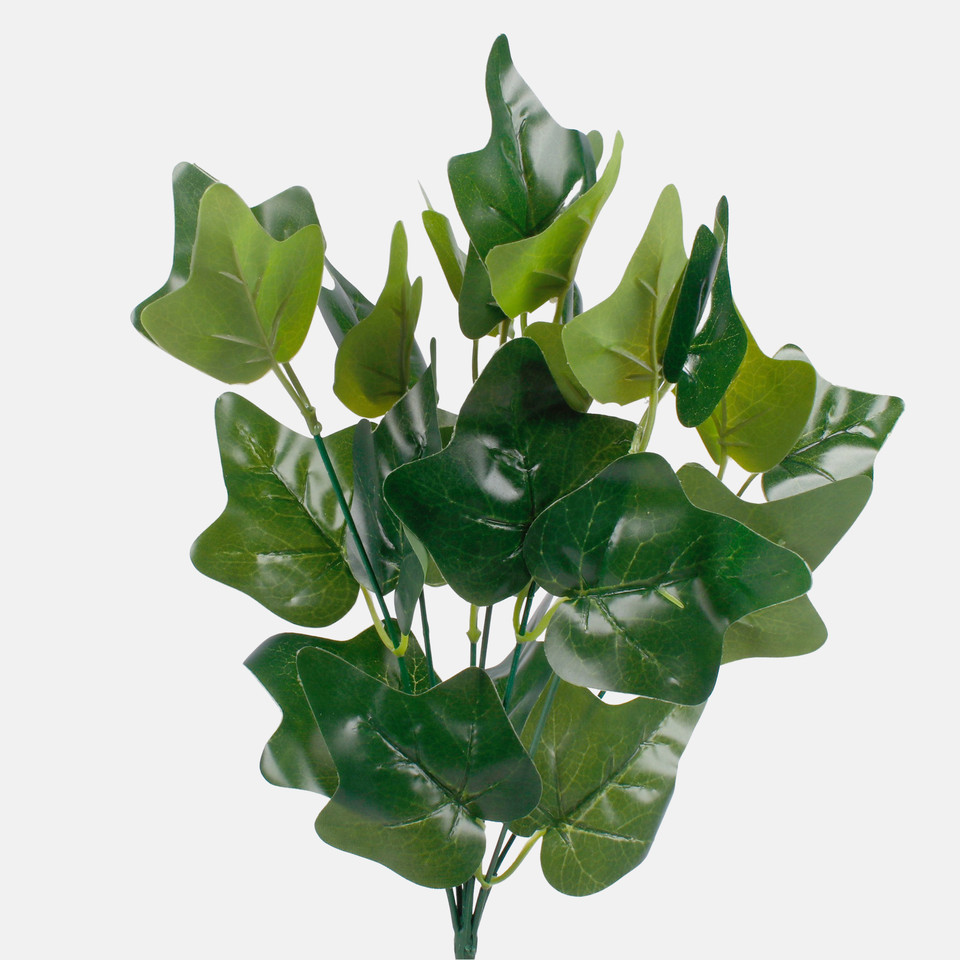 Hedera, Green Z093