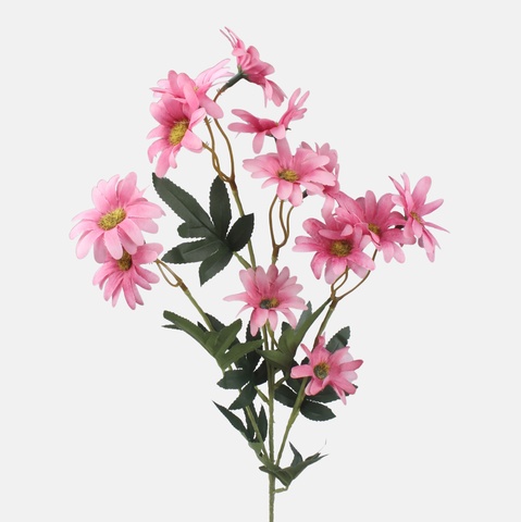 Pyrethrum, Mix 1 L865-01