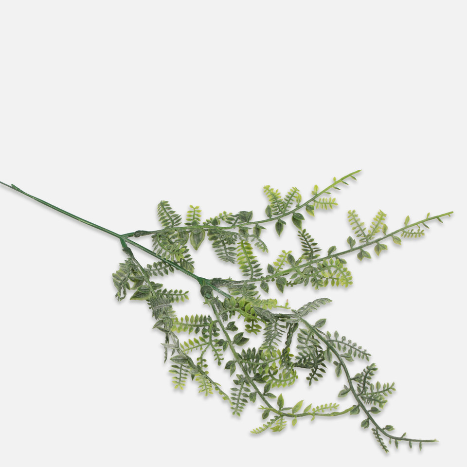 Asparagus, T.T. Green A350