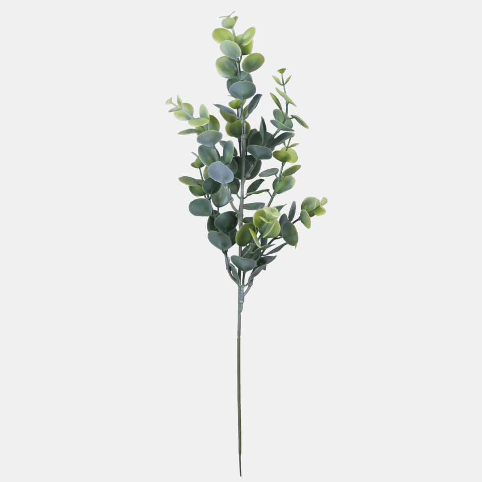 Eucalyptus, T.T. Green A447-01