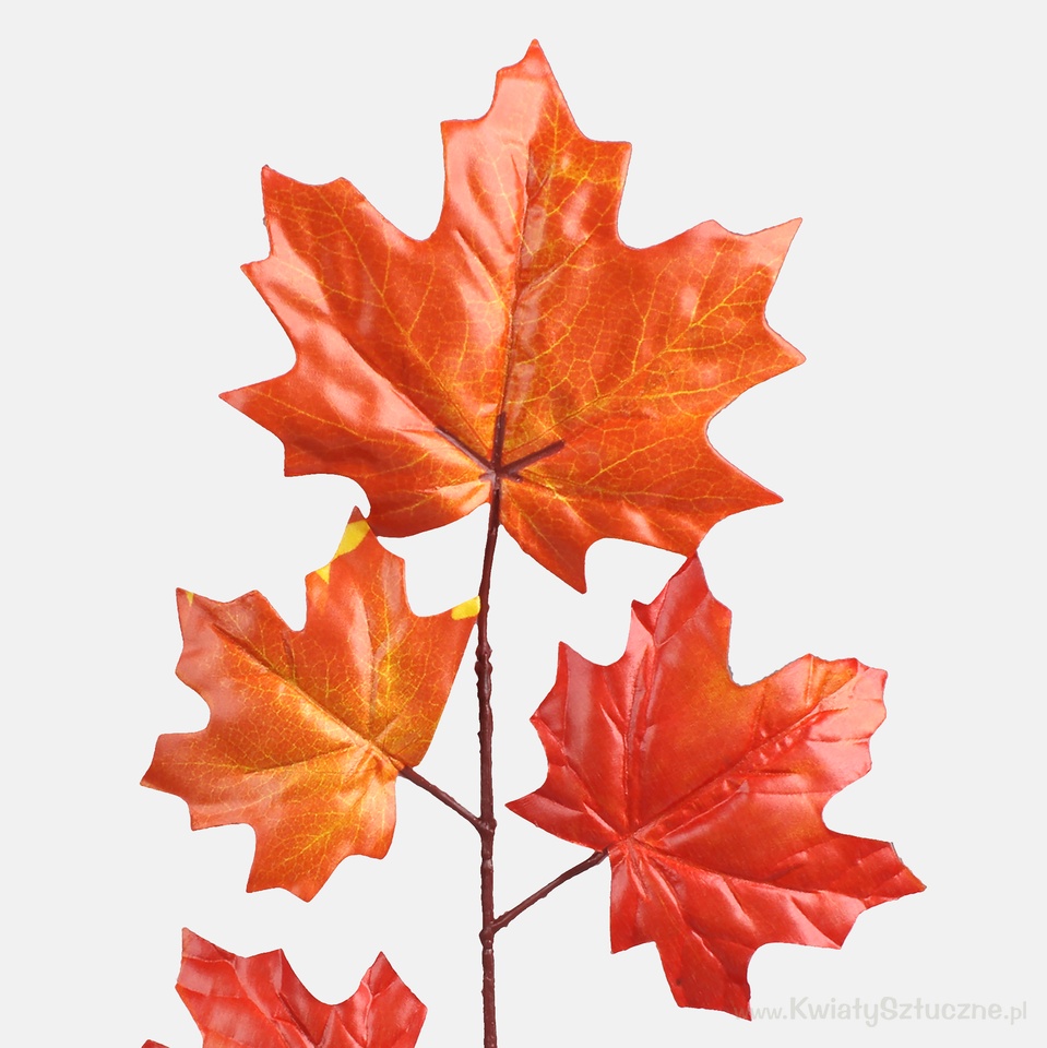 Maple, T.T. Orange F205-01