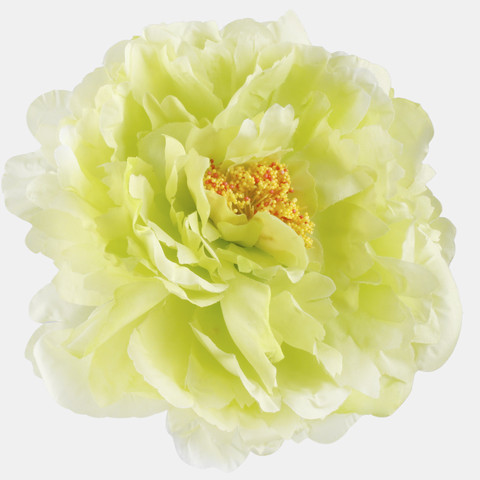 Peony, Lt. Green W615-13