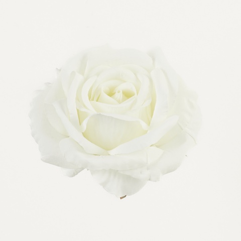 Róża, White B70-01