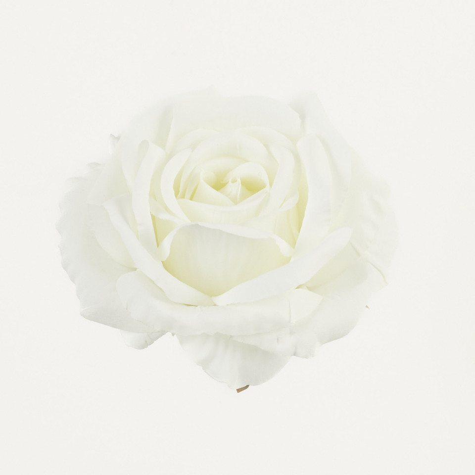 Róża, White B70-01