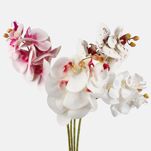 Orchid, White L775L-01