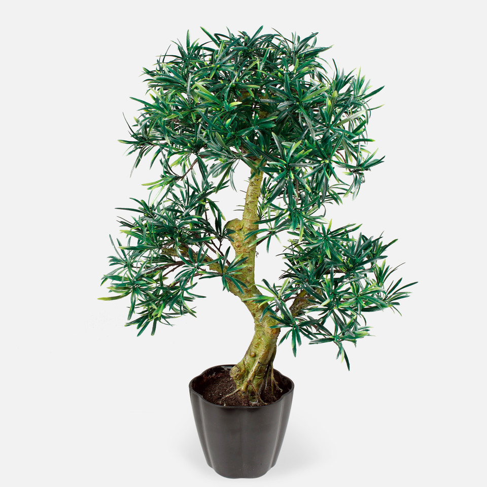 Bonsai D356