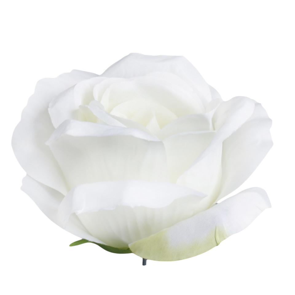 Róża, Cream W005-02