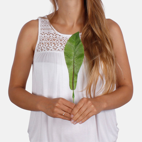 Asplenium leaf A406