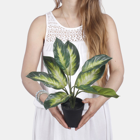 Hosta in pot Z211 (Product size)