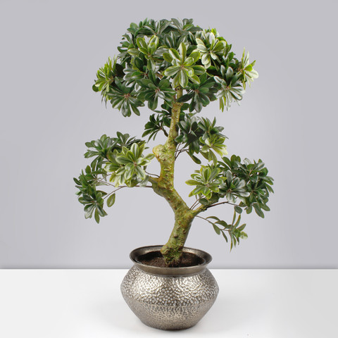Bonsai D358