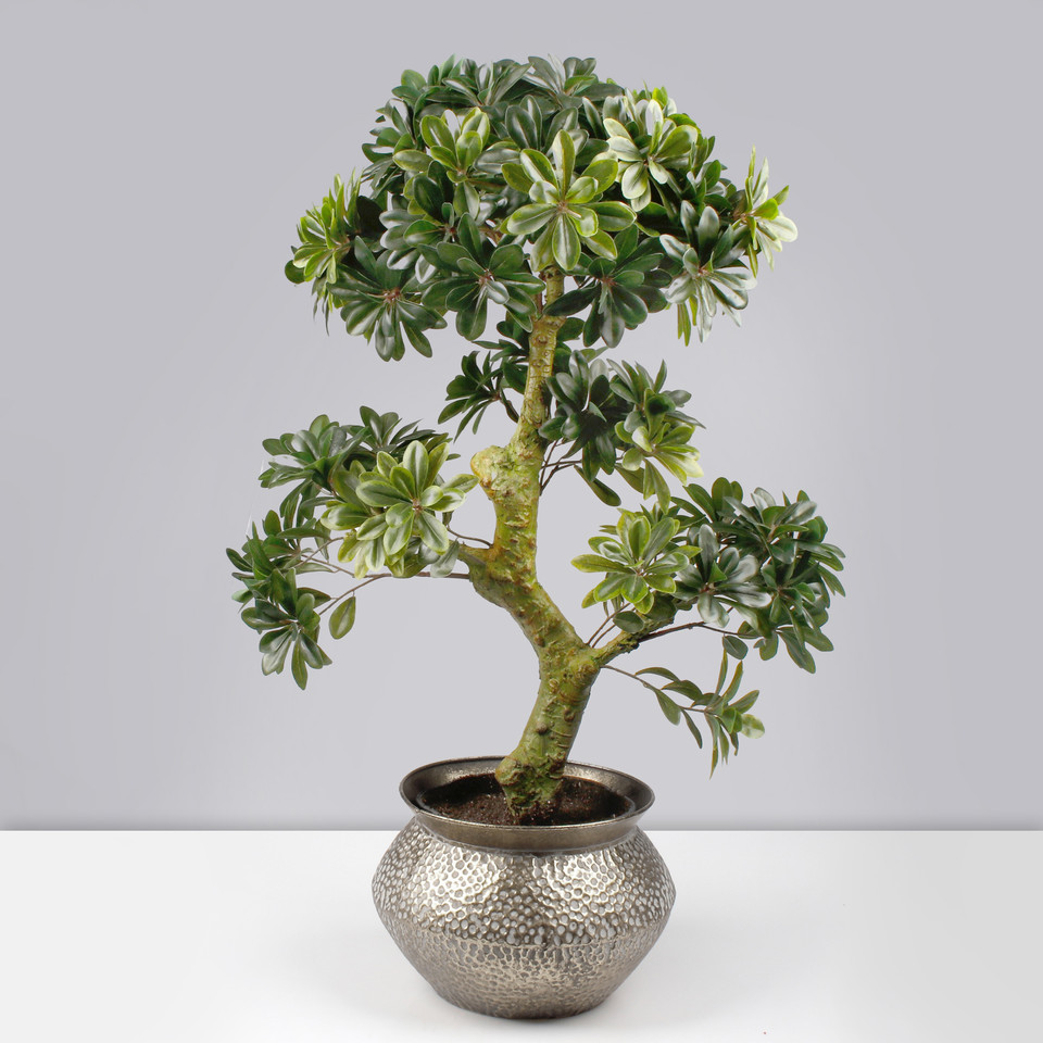 Bonsai D358