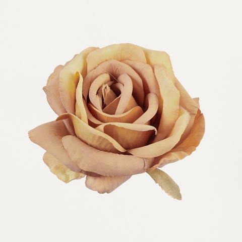 Róża, Lt. Yellow/Beige B70-11
