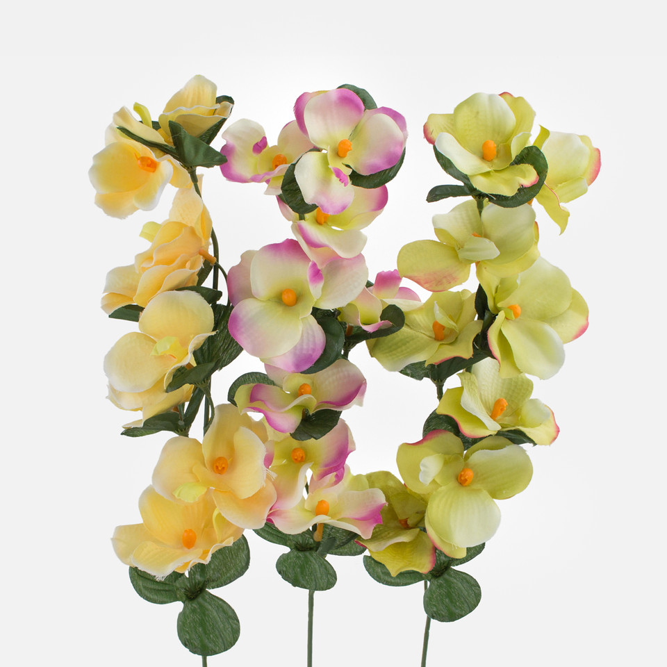 Orchid, Mix 3 G071-03