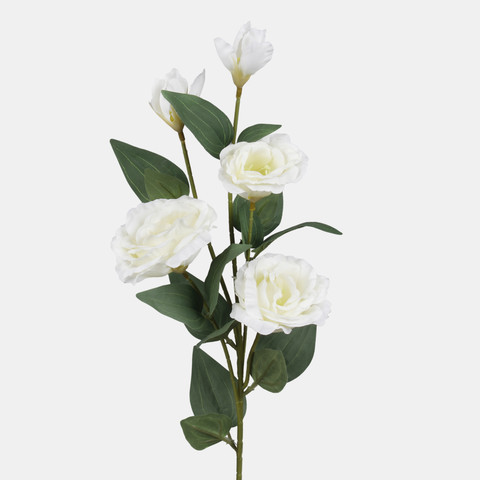 Eustoma, Cream L872-01