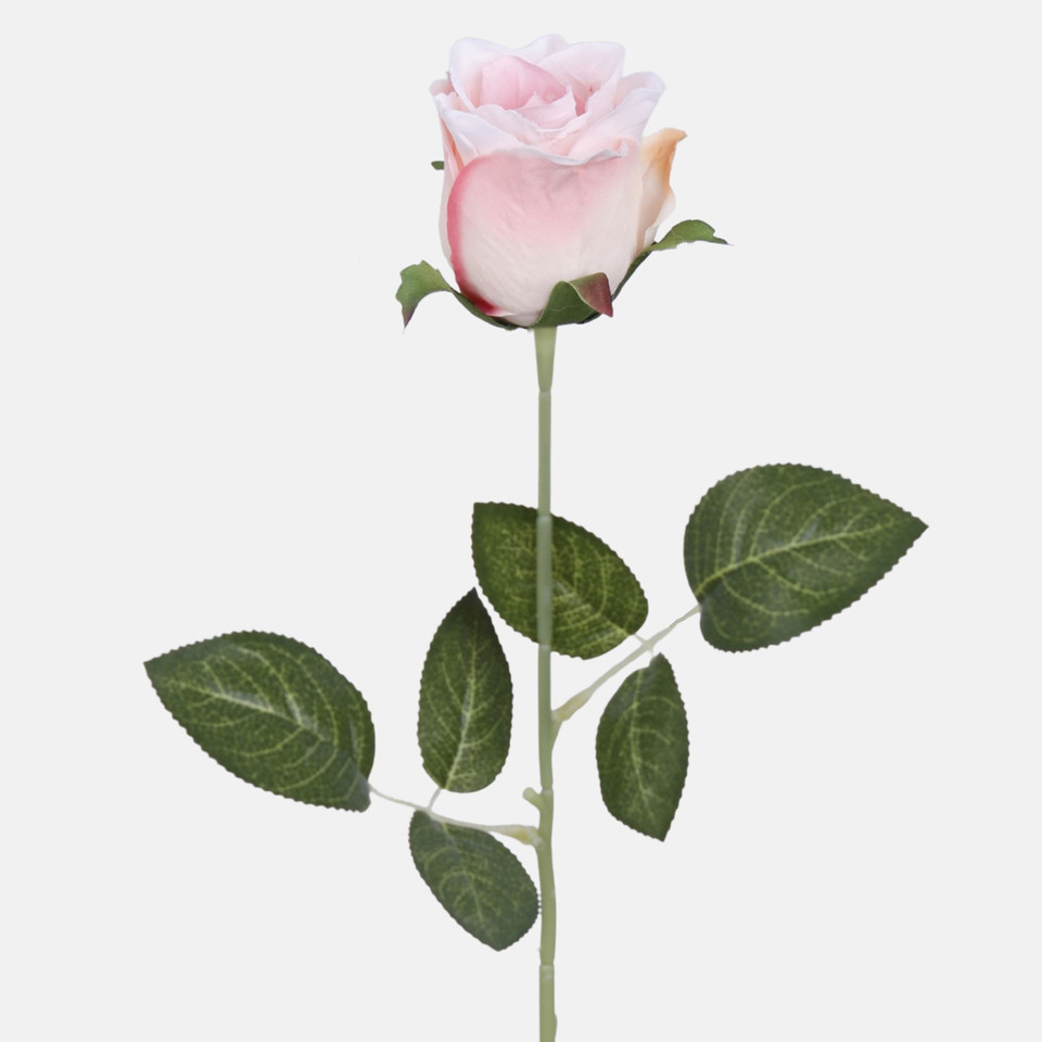 Rose, Lt. Peach K647-08