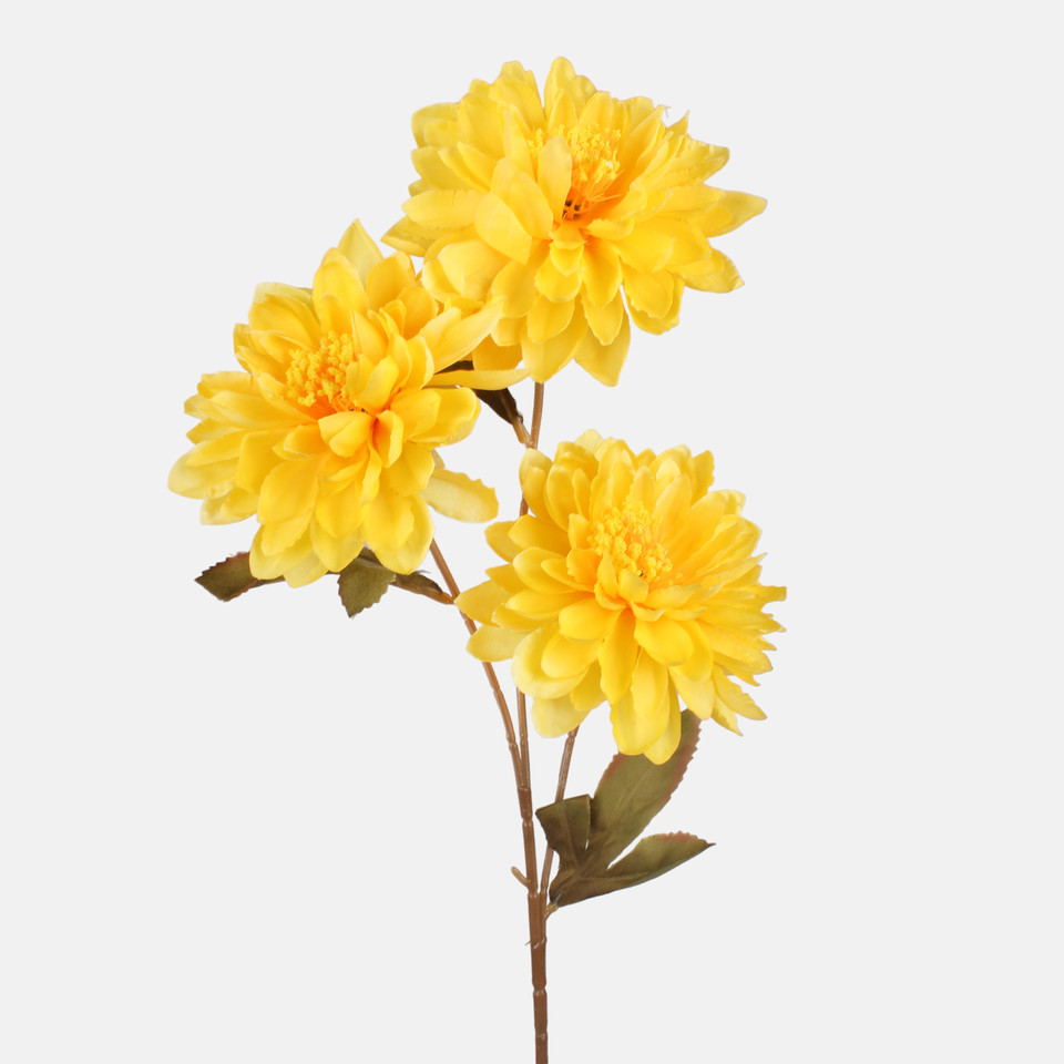 Dahlia, Yellow G481-02
